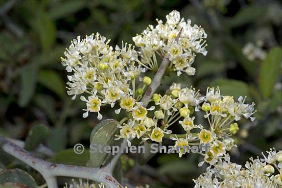 ceanothus cordulatus 3 graphic